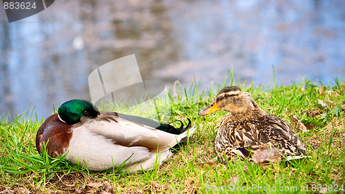 Image of Ducks 