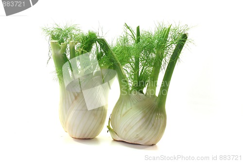 Image of fennel