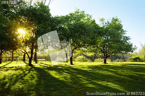 Image of Sun Shining through Trees