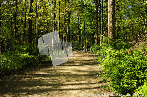 Image of Hiking path through a forest