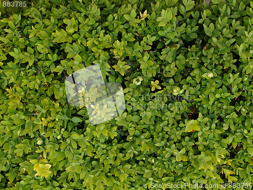 Image of Leaves background