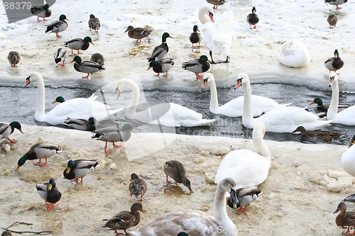 Image of Birds in Winter