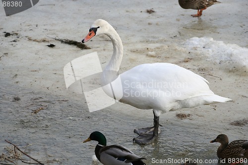 Image of Swan