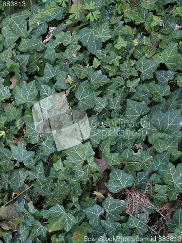 Image of Ivy