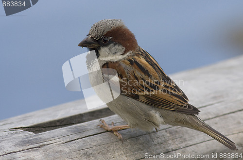 Image of House sparrow