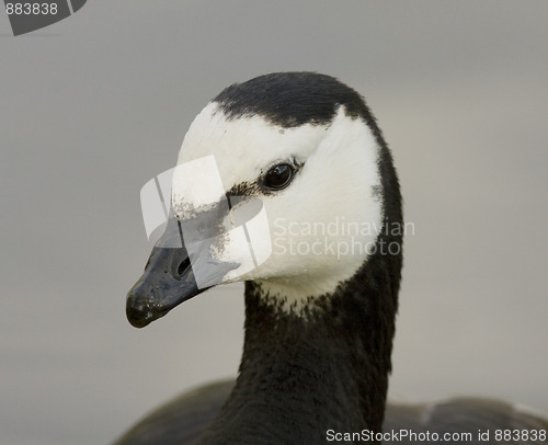 Image of Barnacle Goose. 