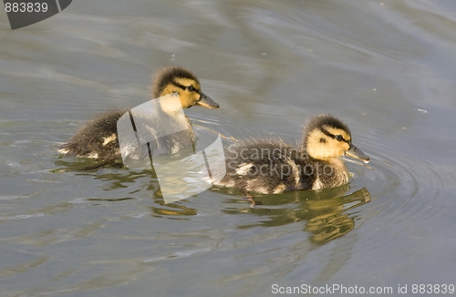 Image of Duckling