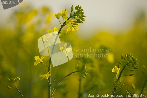 Image of Rapeseed