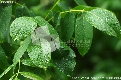 Image of Leaves