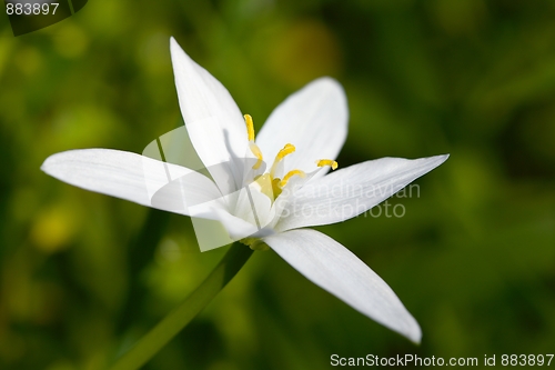 Image of Flower