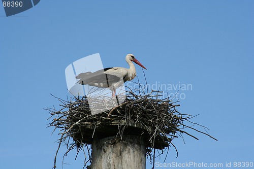 Image of Stork in the Nest