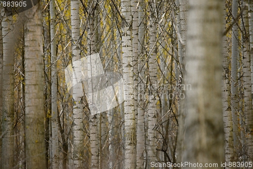 Image of Trees