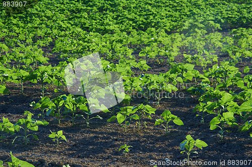 Image of Agriculture