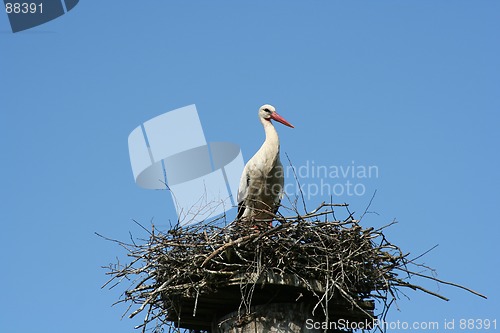 Image of Stork