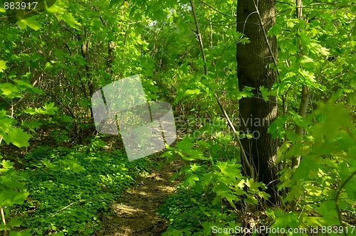 Image of Forest path