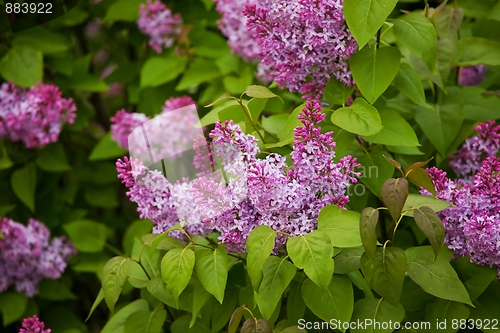 Image of Lilac