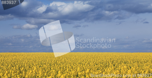 Image of Canola field and cloudy sky