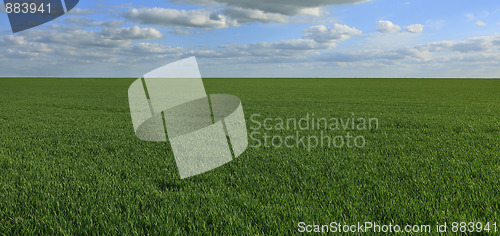 Image of Green field