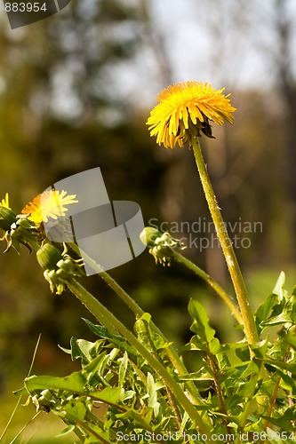 Image of Dandelion