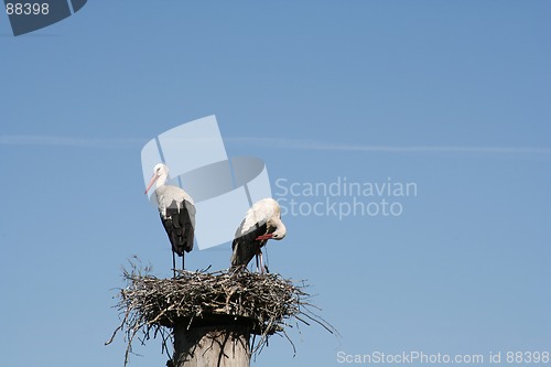 Image of Storks in the Nest