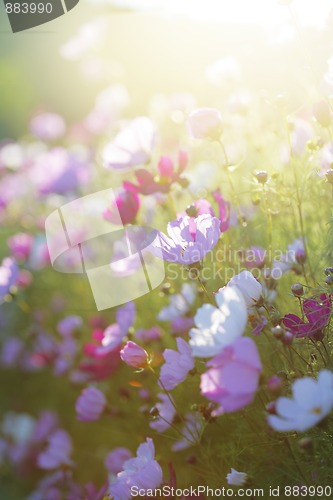 Image of Summer flowers