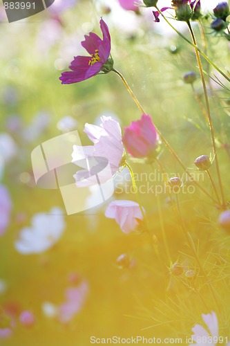 Image of Summer flowers