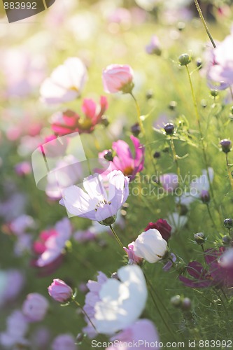 Image of Summer flowers