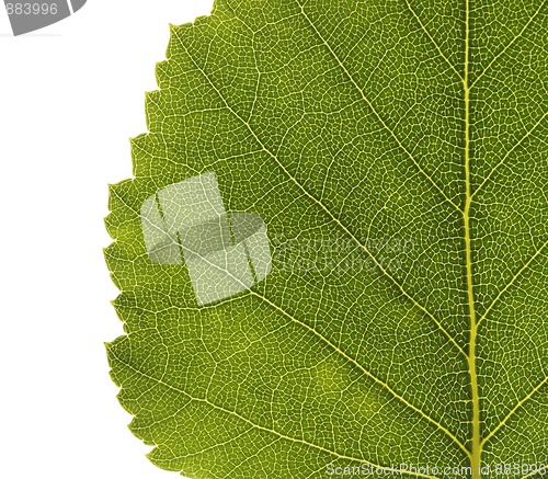 Image of Birch leaf