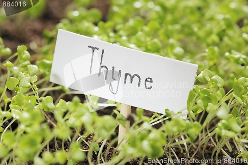 Image of Thyme