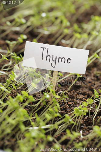 Image of Thyme