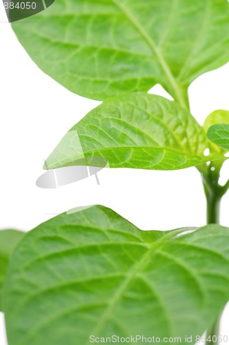 Image of Pepper sprouts