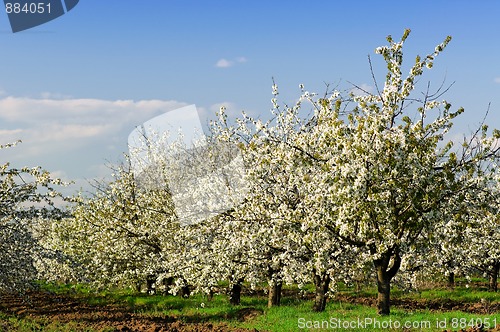 Image of Blossoming garden
