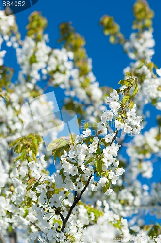 Image of Blossoming garden