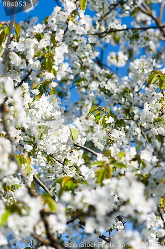 Image of Blossoming garden