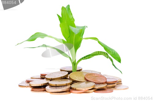 Image of Coins and plant