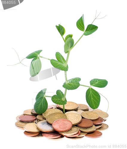 Image of Coins and plant