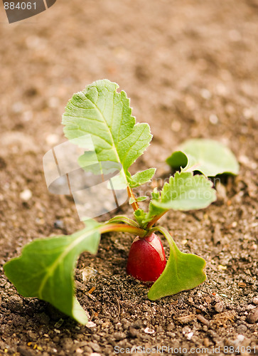 Image of Radish