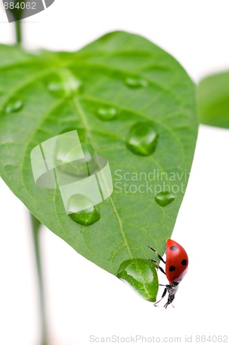 Image of Ladybird