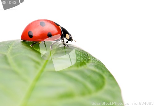 Image of Ladybird