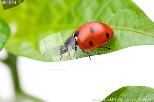 Image of Ladybird