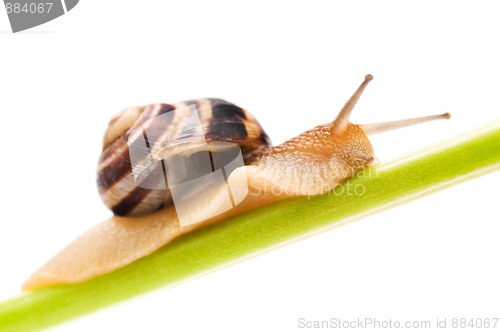 Image of Snail