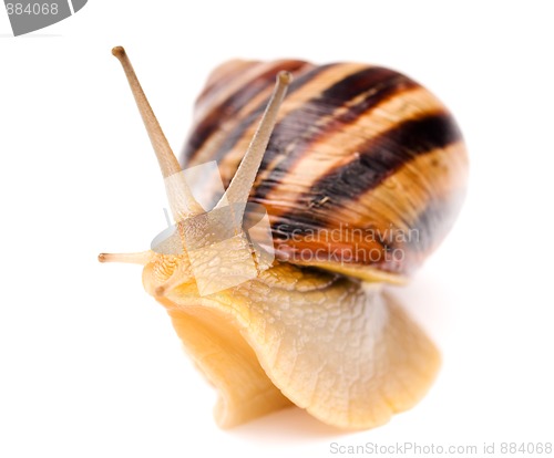 Image of Snail