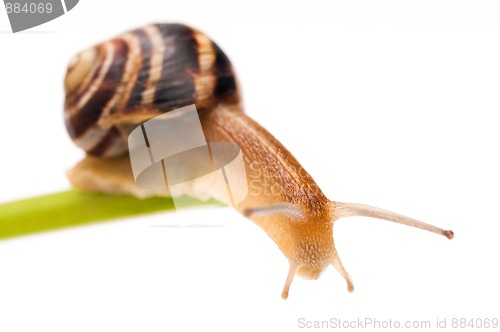 Image of Snail