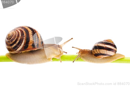 Image of Snail