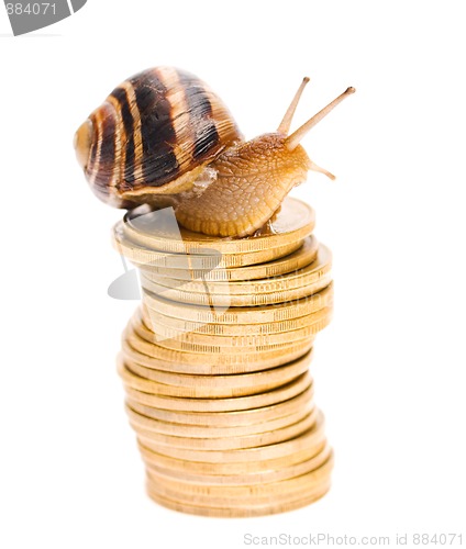 Image of Snail