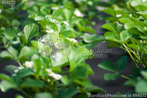 Image of Strawberry blossoms