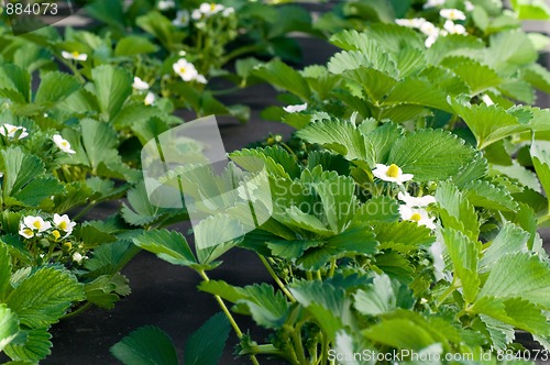 Image of Strawberry blossoms