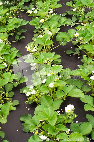 Image of Strawberry blossoms