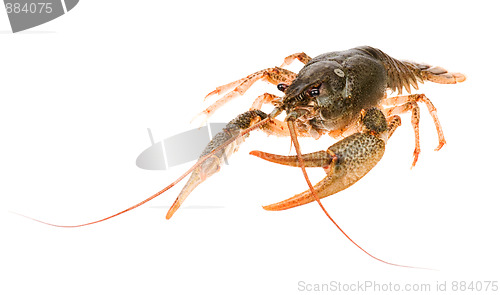 Image of Crayfish