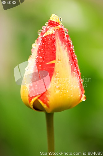 Image of Tulip